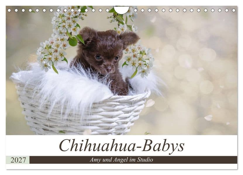 Chihuahua-Babys - Amy und Angel im Studio (Wandkalender 2027 DIN A4 quer), CALVENDO Monatskalender