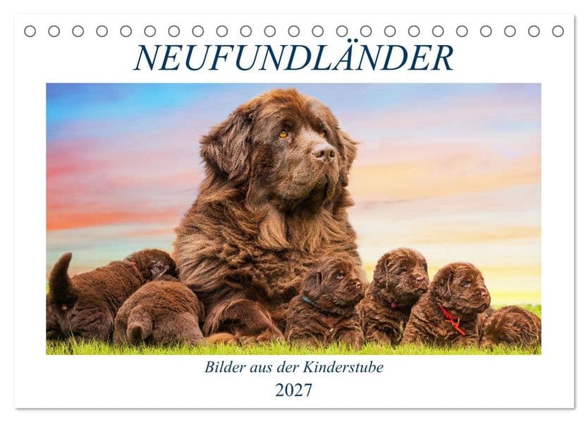 Neufundländer - Bilder aus der Kinderstube (Tischkalender 2027 DIN A5 quer), CALVENDO Monatskalender