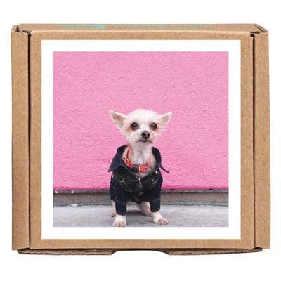 Ella Bean the Dog GreenGift-Notes