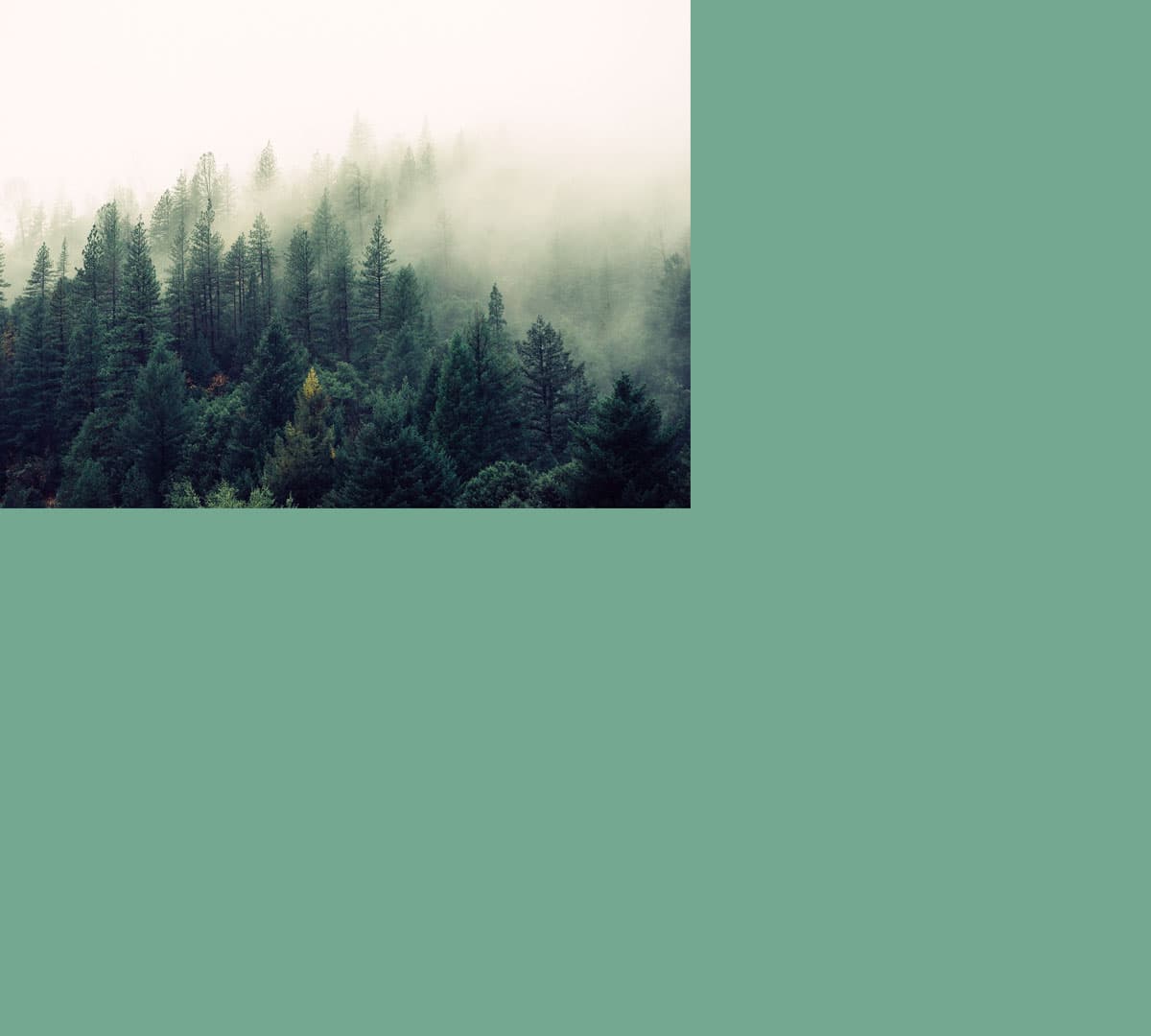 Waldlust und Natursehnsucht