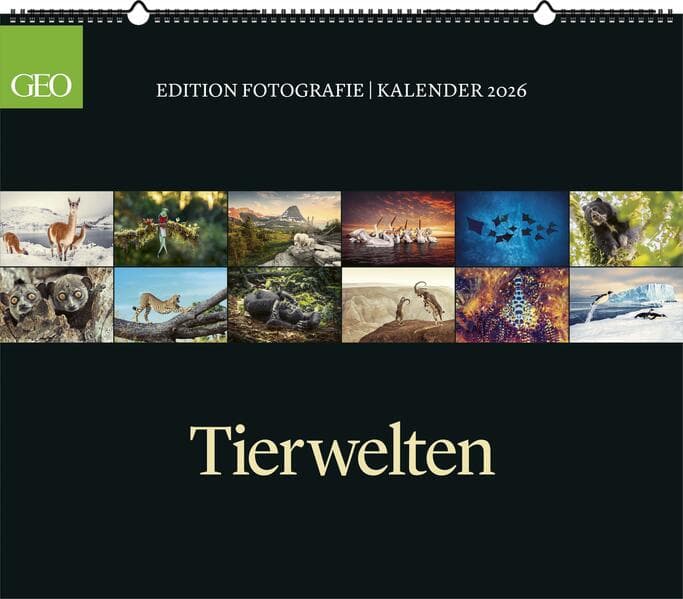 GEO - GEO Edition: Tierwelten 2026 - Wandkalender 70x60 cm, Tier-Poster-Kalender mit Wildlife-Fotografie, 12 Monatsblätter & Spiralbindung inkl. Postkarten für Tier- und Naturfreunde