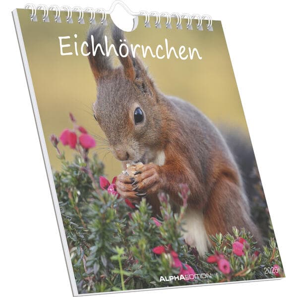 Alpha Edition - Eichhörnchen 2026 - Postkartenkalender 16×17 cm mit 53 charmanten Motiven, dekorativer Tisch- & Wandkalender mit FSC-Papier, zum Verschicken, Sammeln & Verschenken