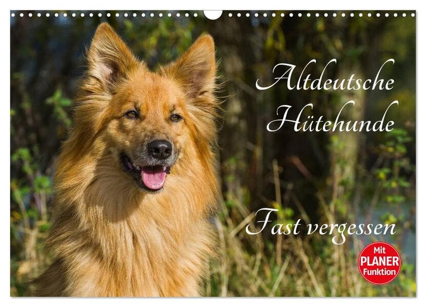 Altdeutsche Hütehunde - Fast vergessen (Wandkalender 2026 DIN A3 quer), CALVENDO Monatskalender