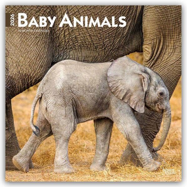 Baby Animals - Tierbabys - Tierkinder 2026 - 16-Monatskalender
