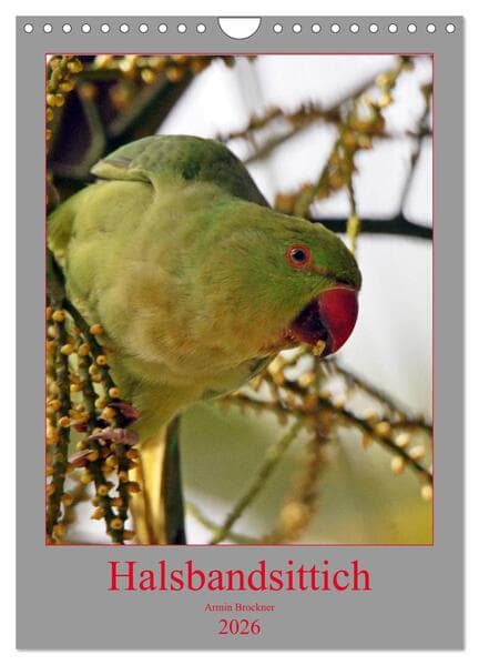 Halsbandsittich (Wandkalender 2026 DIN A4 hoch), CALVENDO Monatskalender
